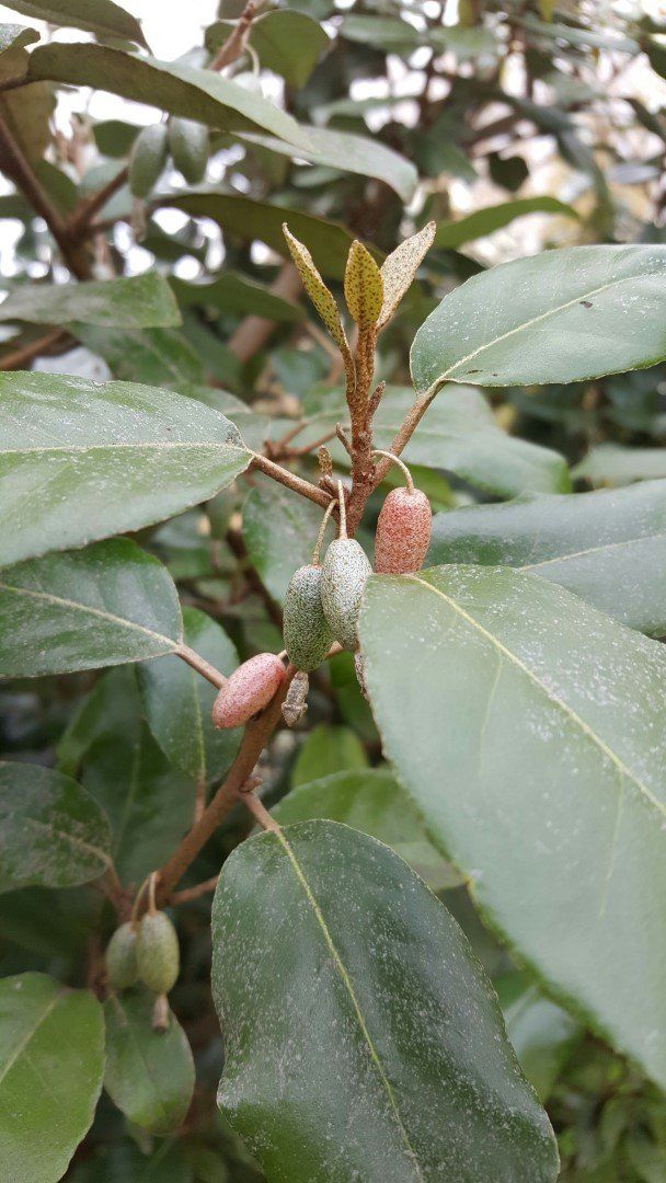 Piante & sementi: Elaeagnus ebbingei Ölweide 100cm – Nuovo (secondo la descrizione) da Sursee venduto da pflugshaupt01 1