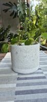Pianta Pilea con vaso.