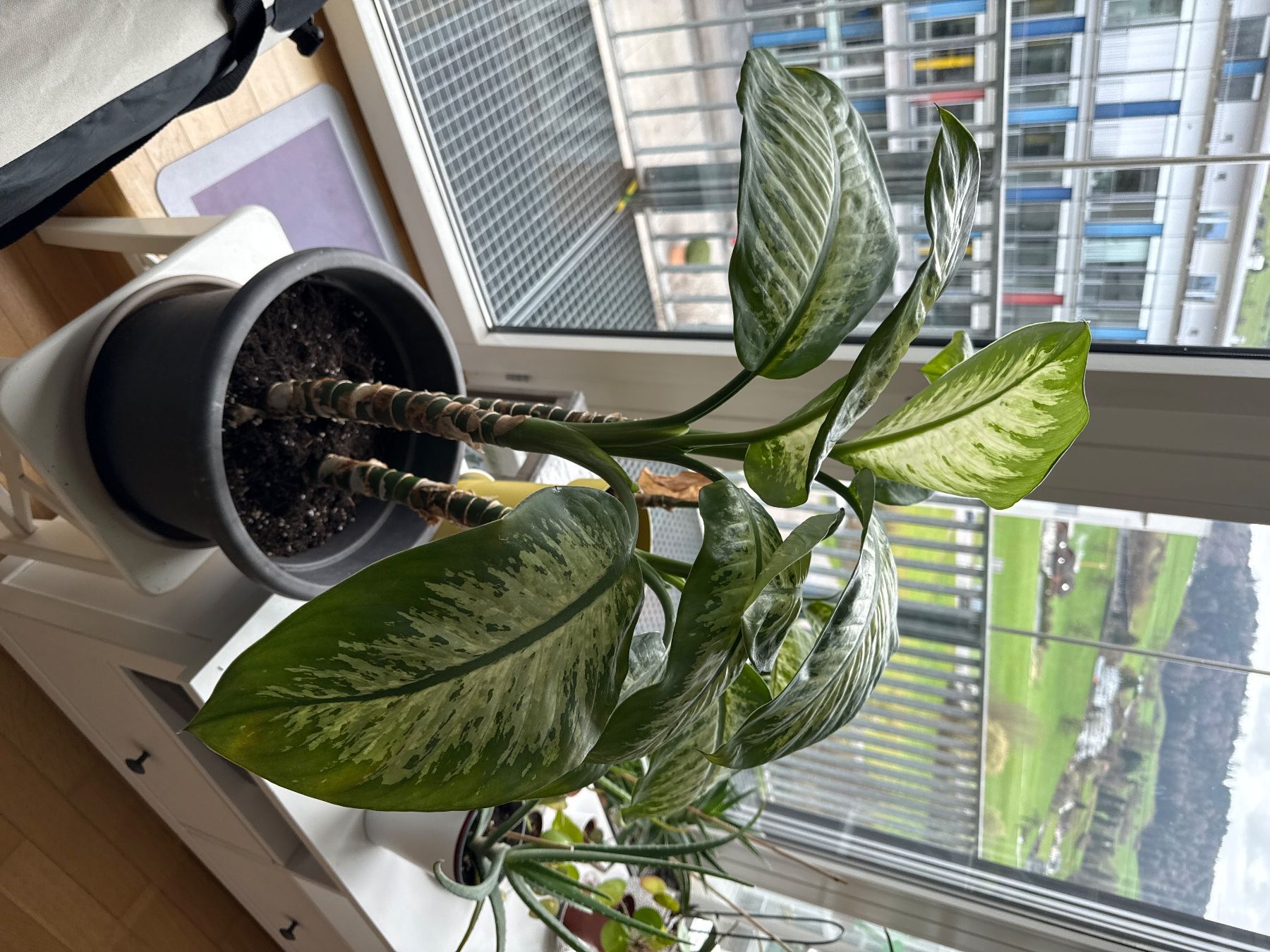 Piante & sementi: Dieffenbachia/ Leopard Lily – Usato da Root D4 venduto da Baslemso 4