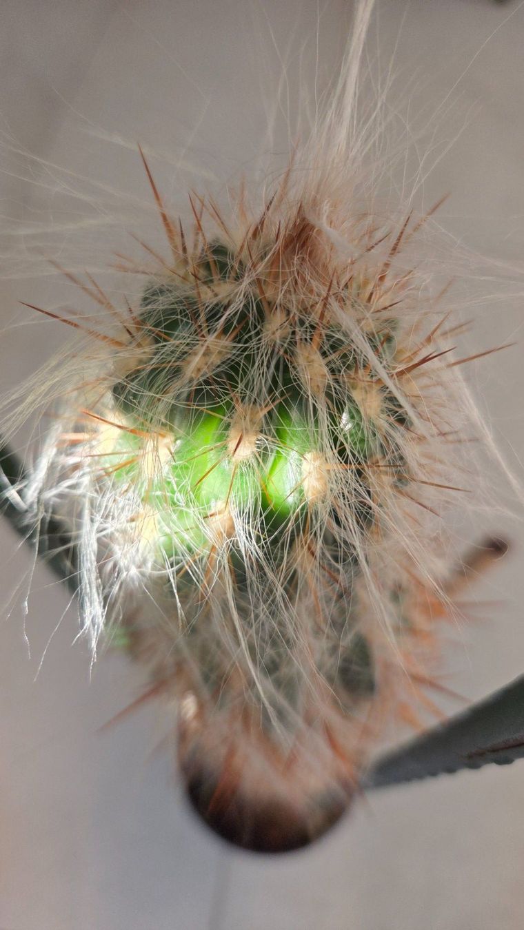 Pflanzen & Samen: Haariger Kaktus 74 cm gross – Gebraucht aus Ostermundigen von derset 1