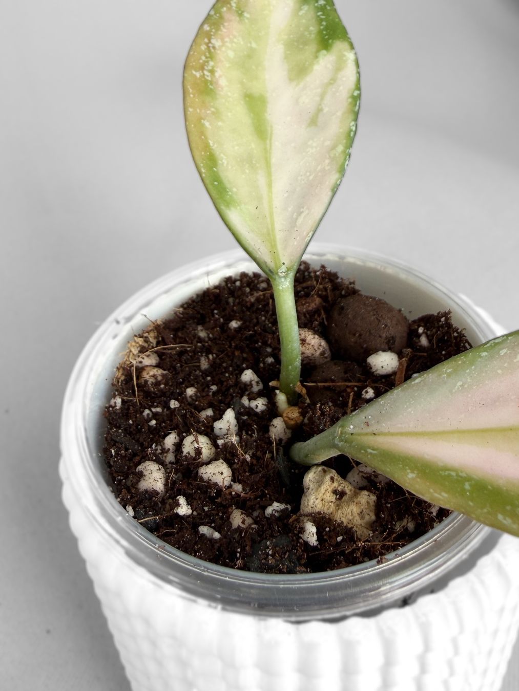 Piante & sementi: Hoya Nabawanensis Inner Variegated – Nuovo (secondo la descrizione) da Seuzach venduto da animaplants 2