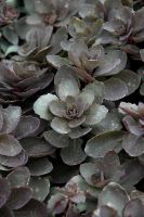 🍀sedum dazzler berry 🍀prächtige Blüte im Spätsommer🍀
