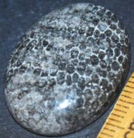Cabochon L-1826 – Schwarze Fossil Koralle 27x20mm