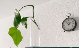 Monstera deliciosa Ableger – gesund & wunderschön gewachsen