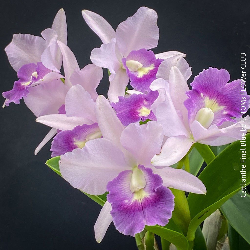 Piante & sementi: Cattlianthe Final Blue - magisch duftende Blau-Cattleya – Nuovo e nell'imballaggio originale da Adliswil venduto da TAKEYOURPLANT