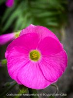 Oxalis Bowiei Amarantha - mit magentafarbenen Blüten