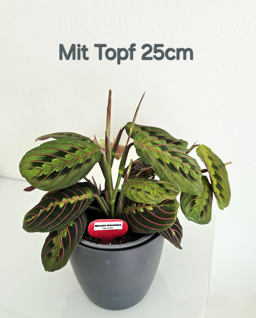 Plantes & graines: Wunderschöne Maranta leuconeura 'Fascinator' (Gebetspflanze) – Neuf (Voir description) à Aarburg par Glitzerschein