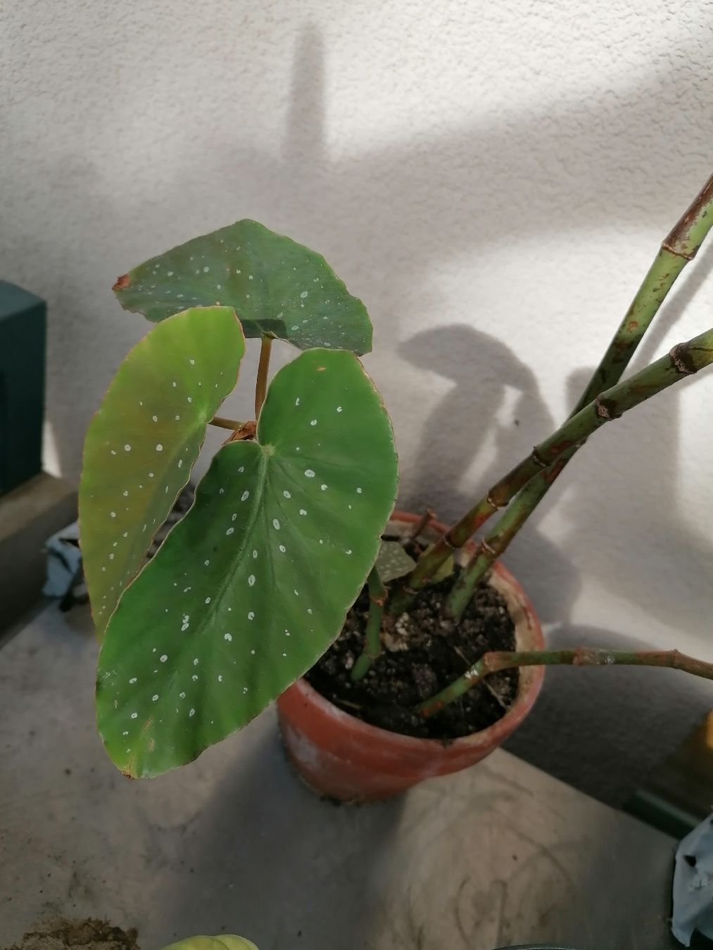 Piante & sementi: Begonia de colección – Usato da Le Mont-Pèlerin venduto da dundun1 5