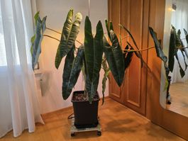Philodendron billietiae