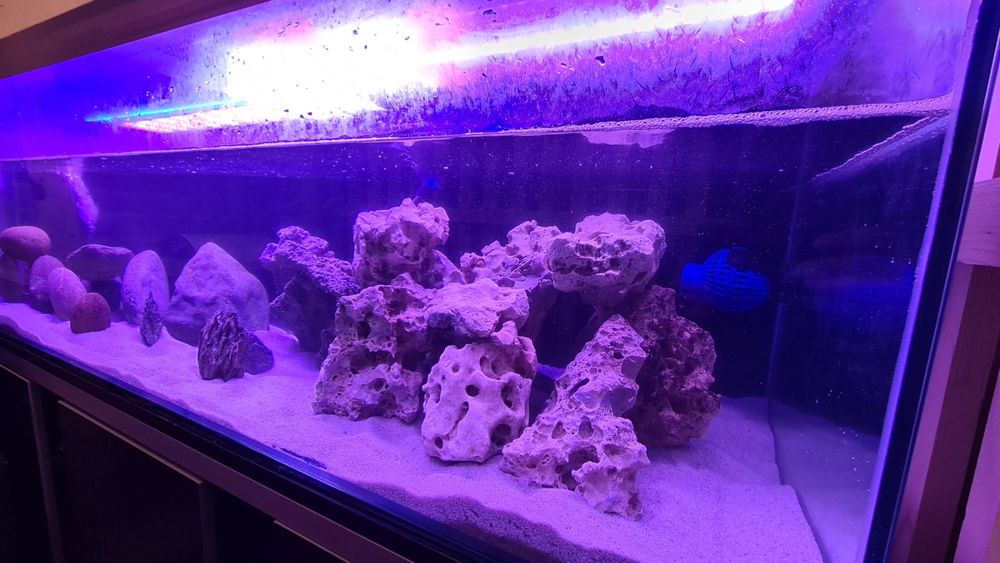 Aquarium complet 200x60x70 Kaufen auf Ricardo