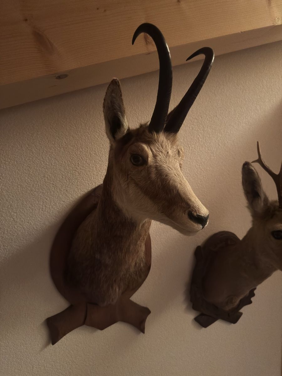 Il mondo degli animali: Chevreuils et chamois naturalisés – Usato da Versegères venduto da yan_d6g2 1