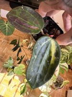 💚 Hoya Latifolia inner var. Round Leaf 💚