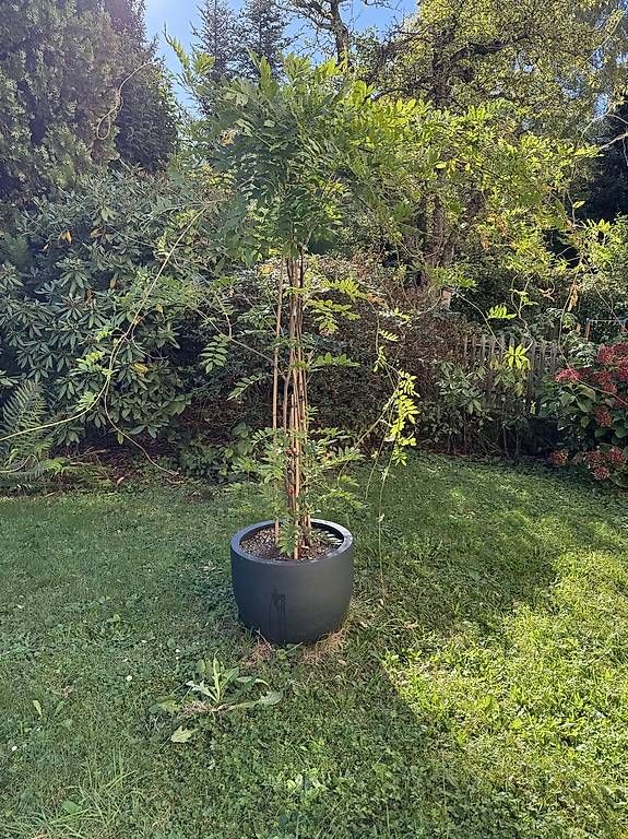 Plantes & graines: Blauregen/Glycine mit winterfestem Topf – D'occasion à Bern par iksworbmod