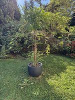 Blauregen/Glycine mit winterfestem Topf