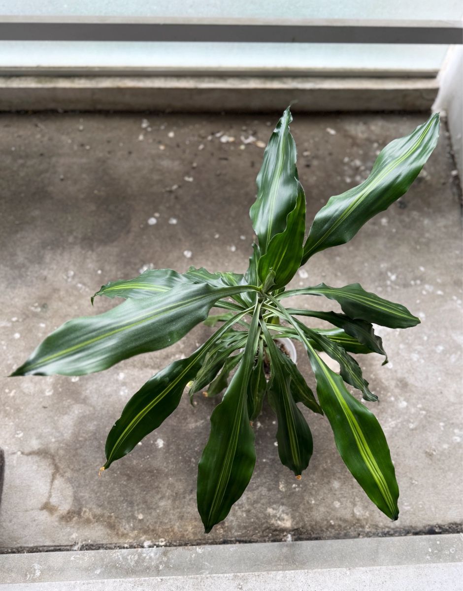 Piante & sementi: Dracaena Fragrans – Nuovo (secondo la descrizione) da Bern venduto da Lucas_Ma
