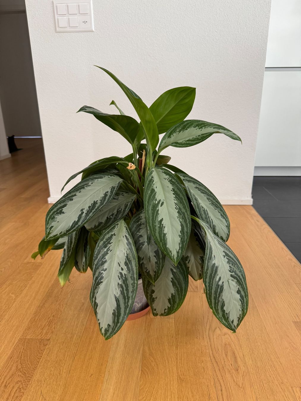 Pflanzen & Samen: Aglaonema Silver Bay – Gebraucht aus Goldau von b4mxshk 1