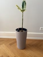Plante Ficus Elastica Variegata + pot Lechuza gris état neuf