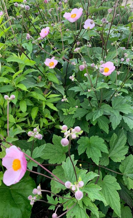 3 kräftige Herbstanemonen rosa Gartenpflanze winterhart Kaufen auf