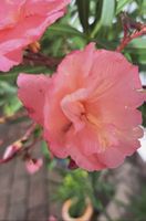 Oleander Jungpflanze, Roseum Plenum,Sonnenuntergang Rarität