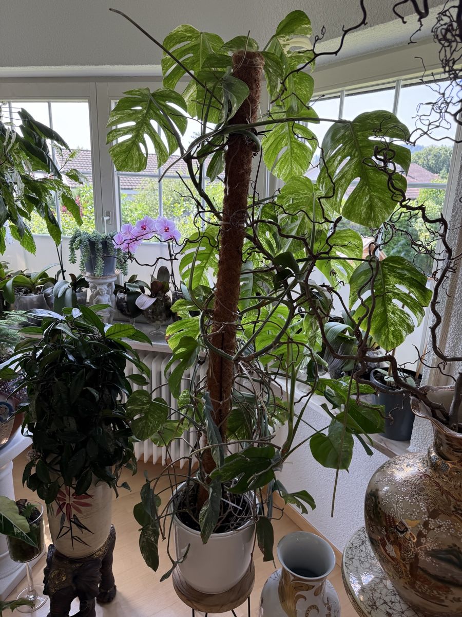 philodendron cruentum Philodendron Cordatum 'Heartleaf' | Indoor Plant | Tropical Plant | Potted  Plant main image 0