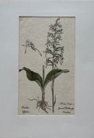 Lithographie um 1800, Botanik, RAR!