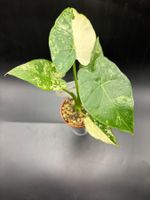 Alocasia Gageana Albo Variegata (1-1-3)