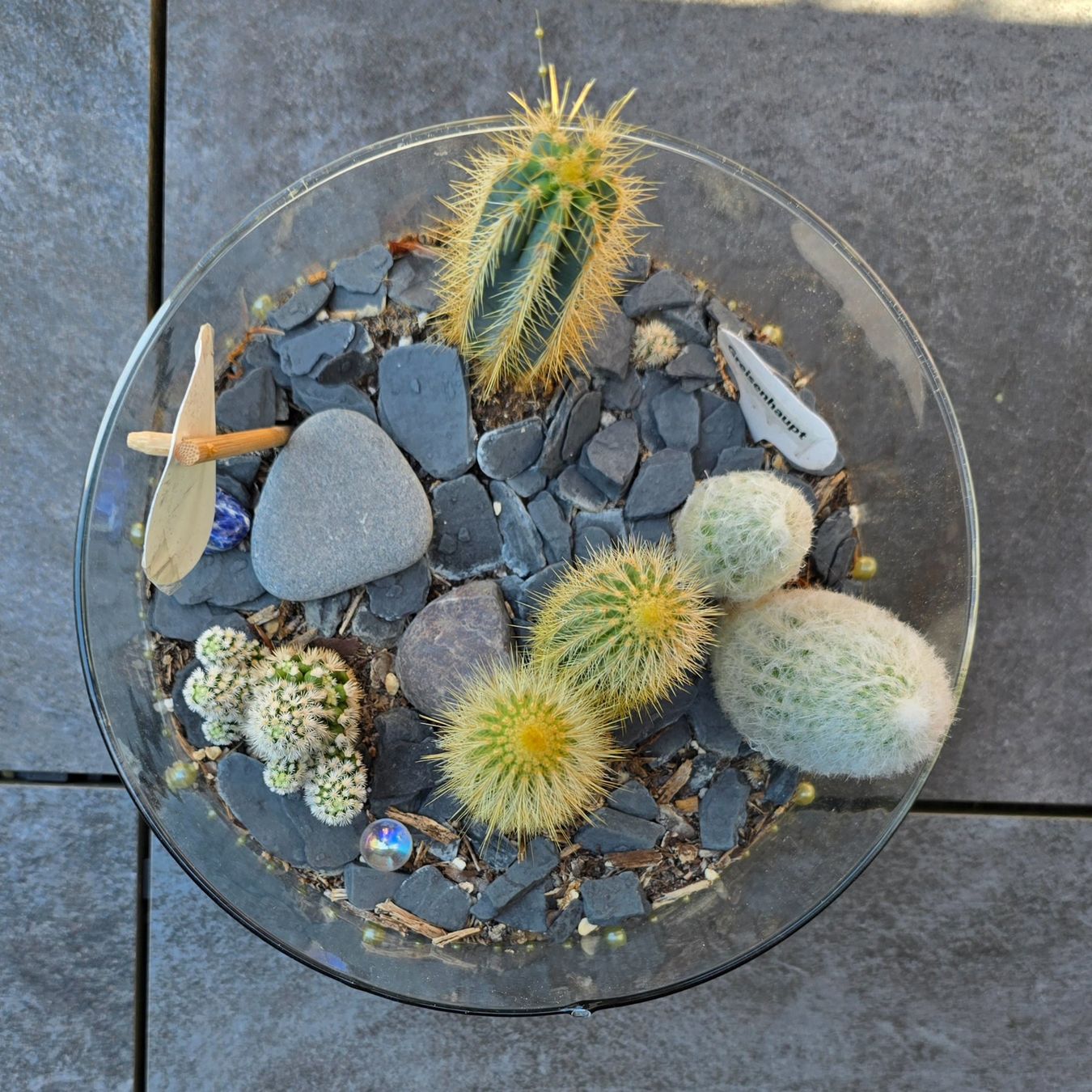 Piante & sementi: Kaktus-Arrangement im Glas – Nuovo (secondo la descrizione) da Aarburg venduto da Glitzerschein 4