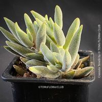 Crassula Tenelli - Silber-Crassula für Deine Sammlung