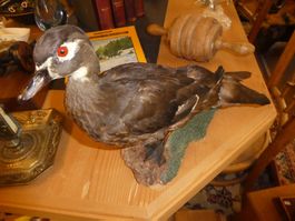Präparierte Ente als Dekoration auf Holzsockel