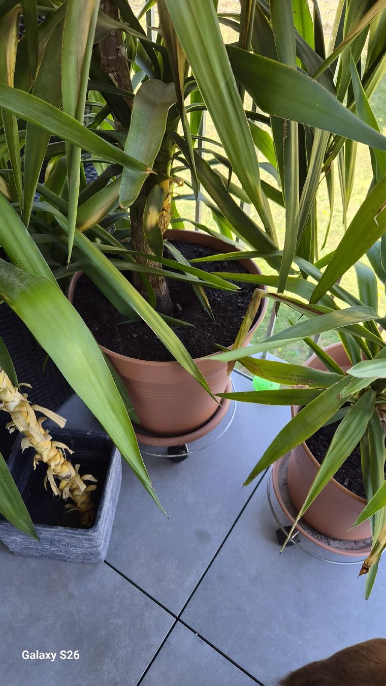 Plantes & graines: Pflanzen  – D'occasion à Oberglatt ZH par nat_c6k7 1