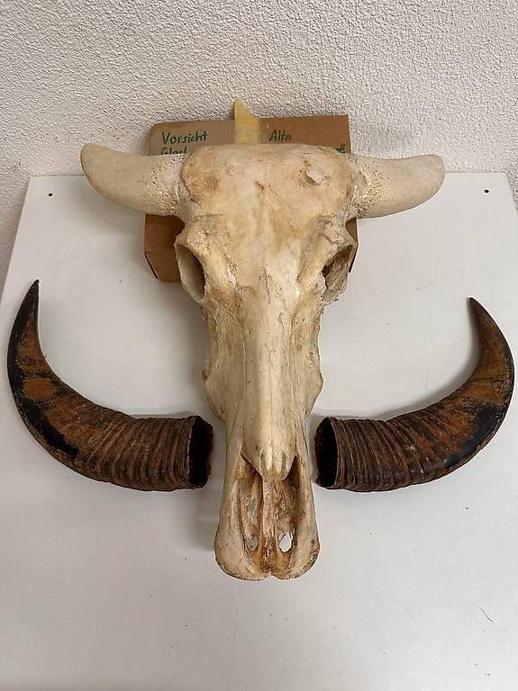 Altre raccolte & rarità: Vintage Wasserbüffel Schädel Trophäe mit Hornscheiden – Usato da Obernau venduto da Arche_Noah_Brocki 8