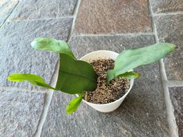 Epiphyllum Oxypetalum/Orchideen Kaktus im Topf 