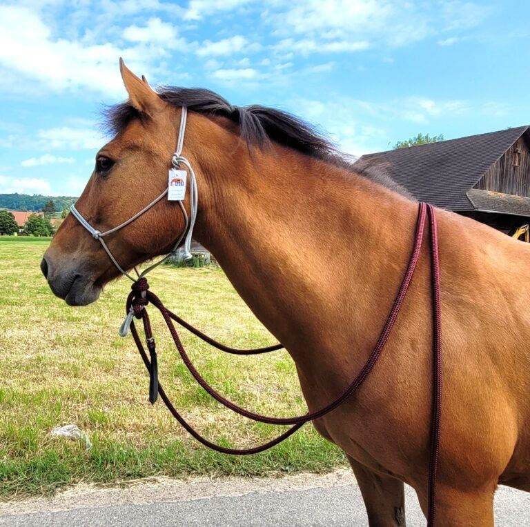 Briglie & Cavezze: Sunset Halters Knotenhalfter PUDERBLAU mit Mecate – Nuovo (secondo la descrizione) da Frauenfeld venduto da Nikodemus3