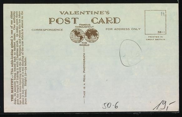 Cartoline postali: Grosser Mastiff mit aufmerksamem Blick,  – Usato da Berlin venduto da bartko-reher 1