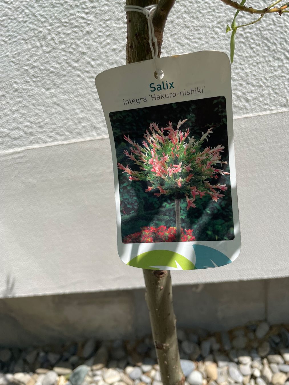 Plantes & graines: Japanische Weide Salix – D'occasion à Ipsach par takacseni 1