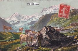 Zermatt  VS  -   Kuhhirt auf Alpweide / Breithorn   um 1910