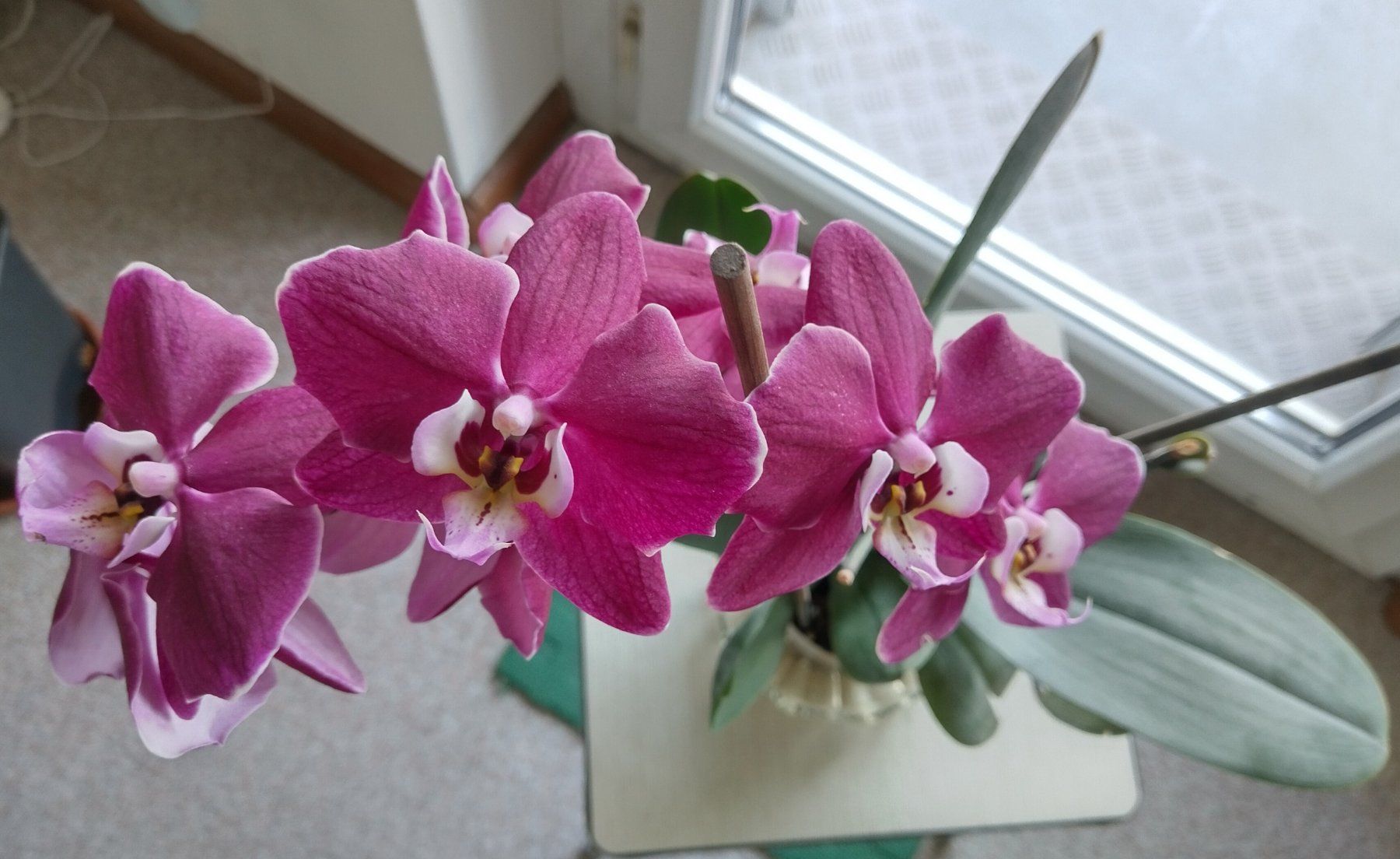 Piante & sementi: Orchidee Phalaenopsis🌸 – Usato da Jona venduto da Argus36 5