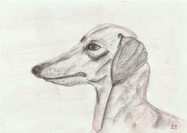 Kohle Zeichnung: Irischer Wolfshund