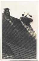 Riburg - Möhlin Störche