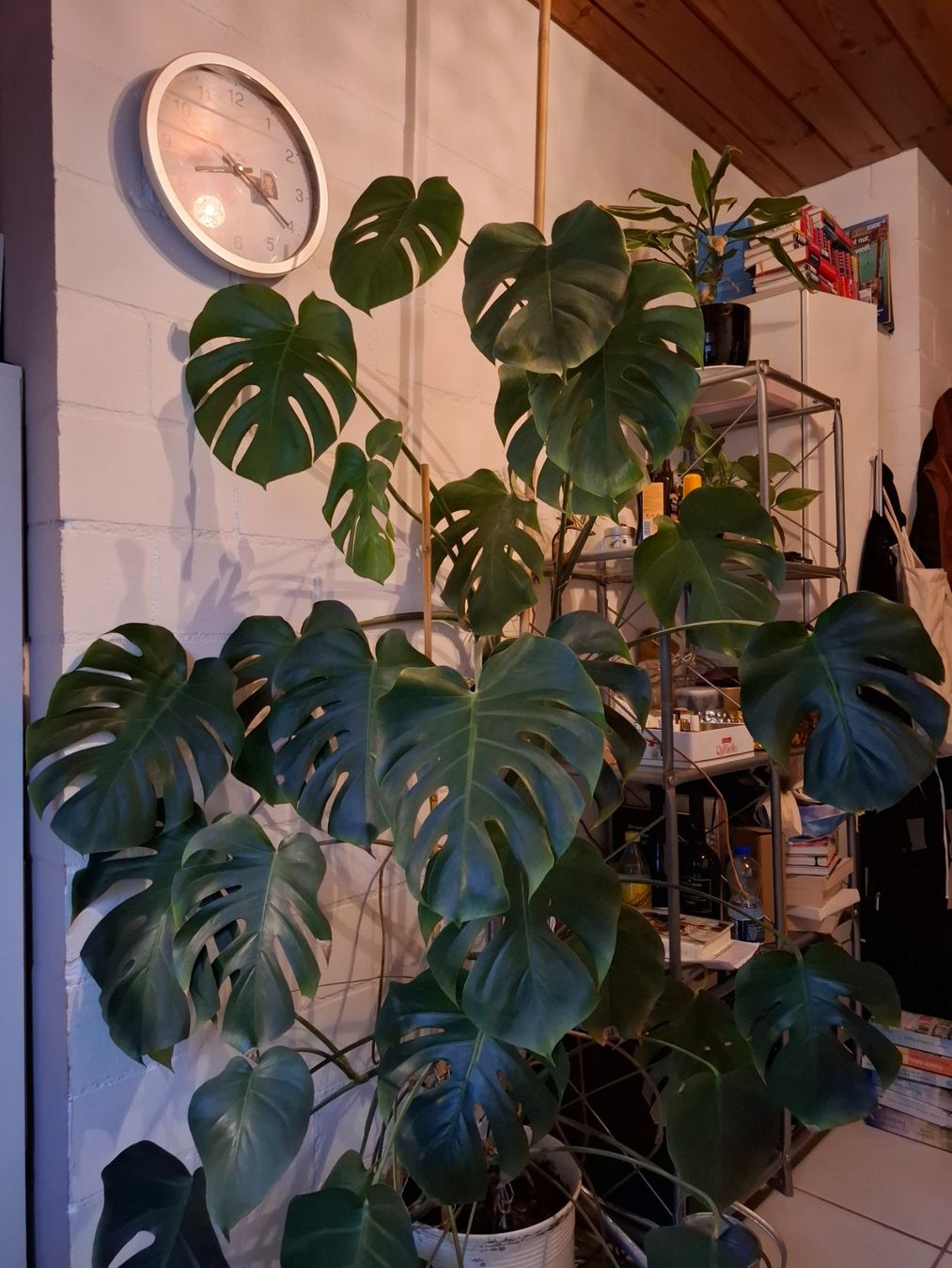 Piante & sementi: Monstera Pflanze – Usato da Mettmenstetten venduto da xxx14