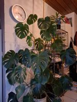 Monstera Pflanze