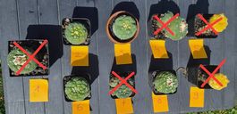 Kakteen - Lophophora fricii cv ooibi