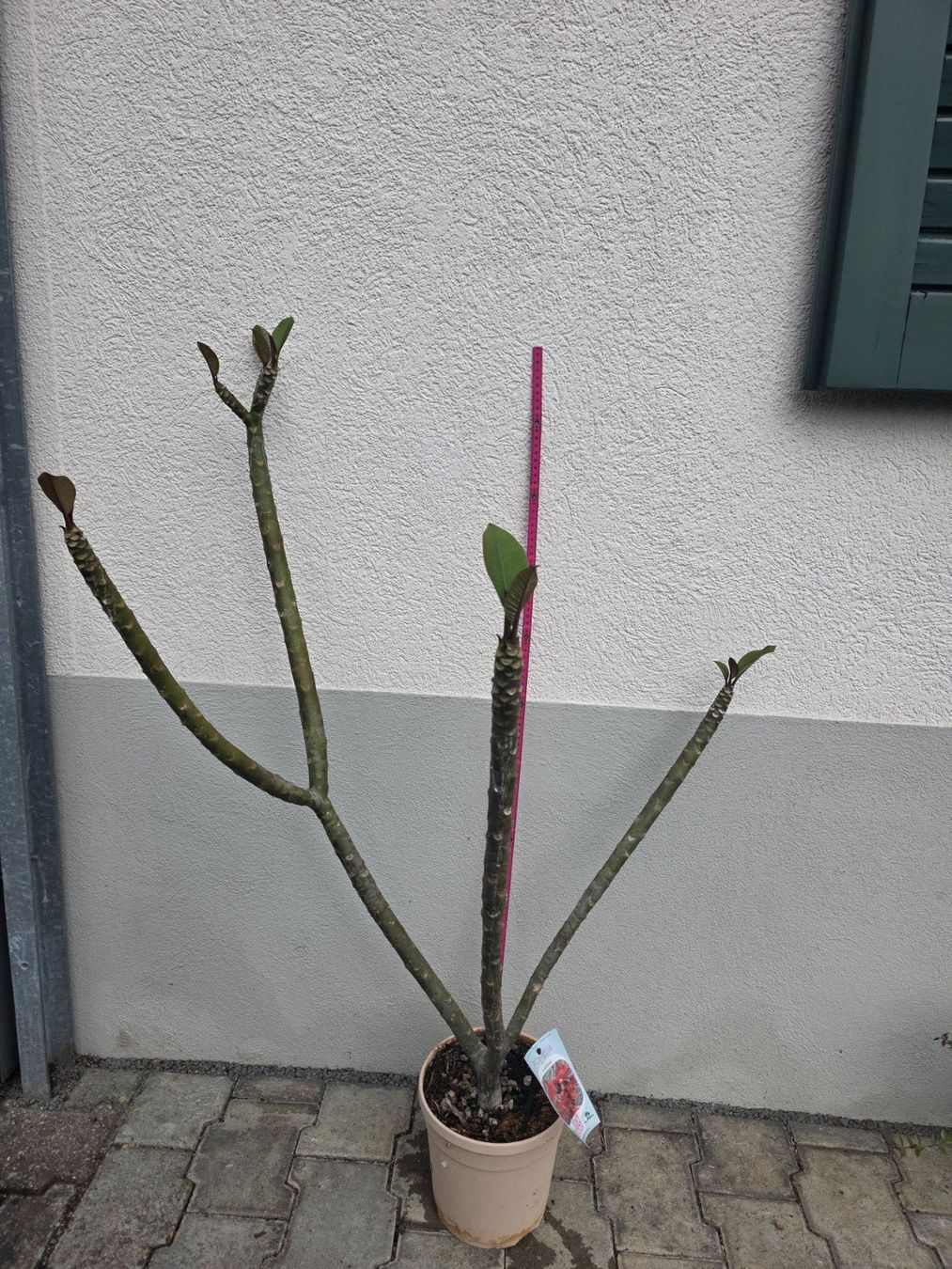 Pflanzen & Samen: Plumeria rubra "Cardinal" / Frangipani / Tempelblume – Neu (gemäss Beschreibung) aus Thalheim von silvara01 1