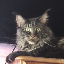Profile image of Bayoushi
