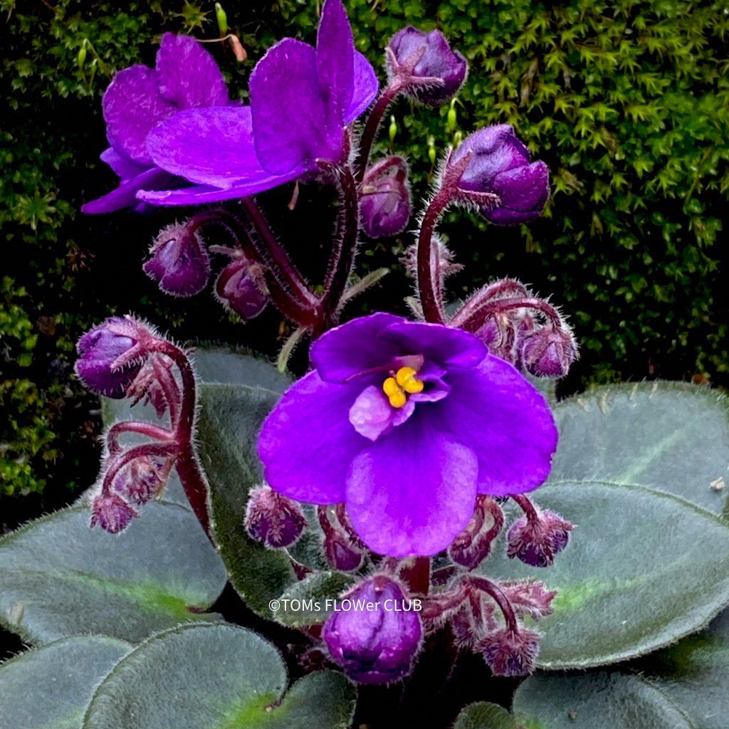 Piante & sementi: Saintpaulia Ionantha / African Violet – Nuovo e nell'imballaggio originale da Adliswil venduto da astom369 7