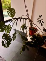 Monstera Deliciosa Pflanze im Topf