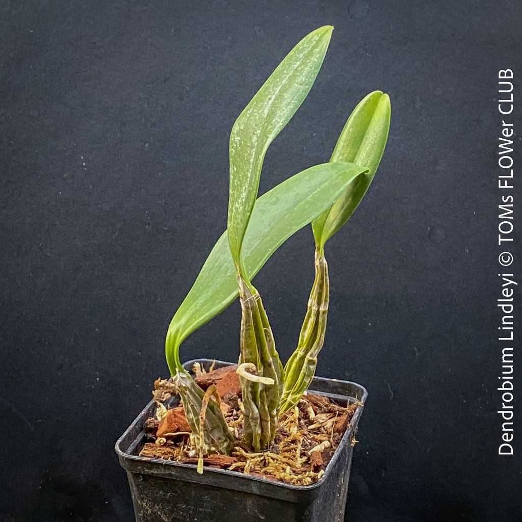 Piante & sementi: Dendrobium Lindleyi - gelb blühende & top robuste Orchidee – Nuovo e nell'imballaggio originale da Adliswil venduto da asTOMas963 3
