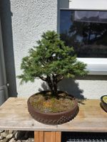 Tannen Bonsai