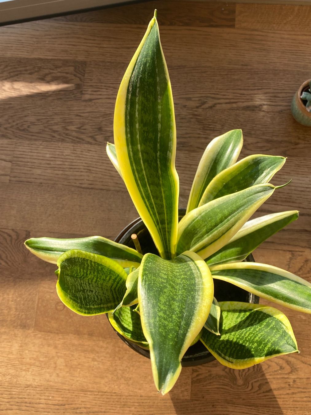 Piante & sementi: Schöne, kräftige Sansevieria / Bogenhanf – Nuovo (secondo la descrizione) da Luzern venduto da Felicita_26 4