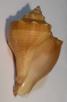 PUGILINA COCHLIDIUM; NATUR-BELASSENE MEERES-WASSER-MUSCHEL